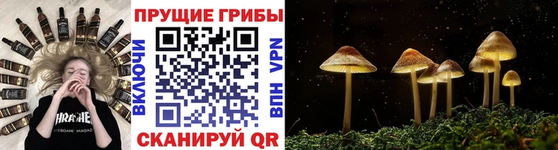 Галлюциногенные грибы Psilocybe  купить наркотики сайты  hydra зеркало  Микунь 